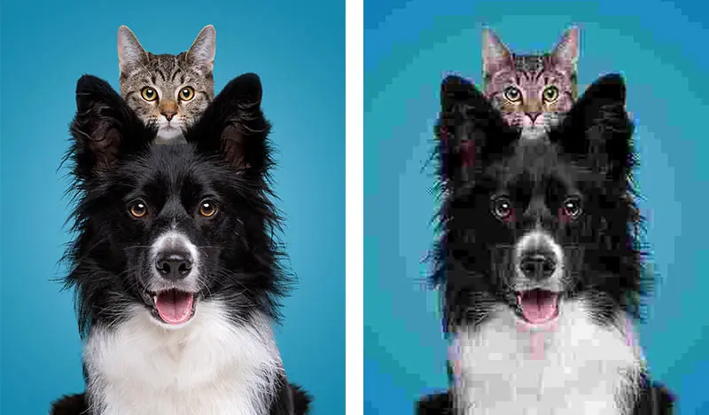 JPEG Compression Example of an uncompressed image beside a very compressed image. A dog and a cat with a blue background.
