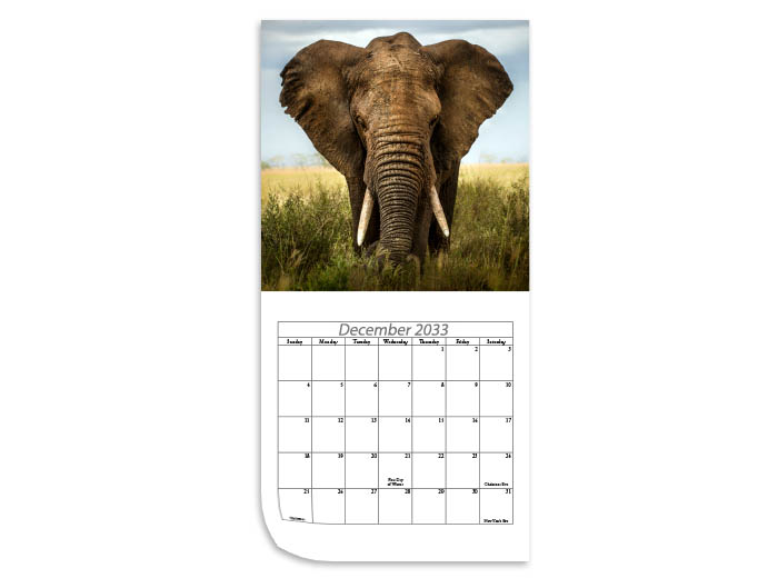 6x6 Calendar Printing - Image of an elephant and the month and dates below - an example of what you can create